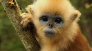 China's Golden Monkeys