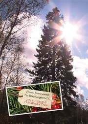 From Minnesota to Washington DC: The 2014 Capitol Christmas Tree