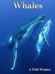 Wild Window: Whales