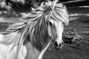 Tails of Iceland