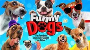 Funny Dogs