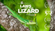 Laws of the Lizard