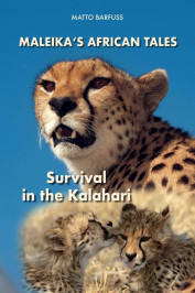 Cheetahs: Survival in the Kalahari