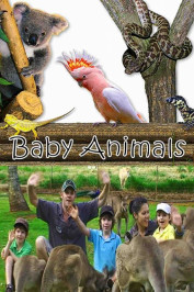 Baby Animals
