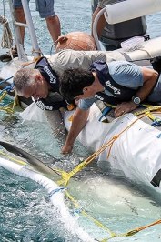 Operation Sharklift