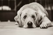 2007: The Deadliest Year For Cats And Dogs In American History
