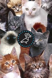 Pittsburgh Pretty Kitties