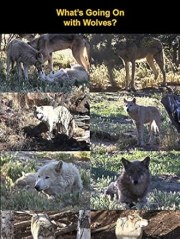 What's Going on with Wolves?