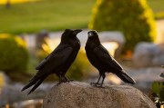 What Ravens Do