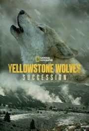 Yellowstone Wolves: Succession