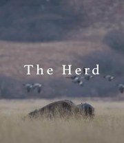 The Herd
