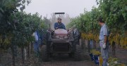 A Harvest