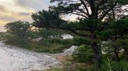 Scenes from the Forest: Maritime Forest, Provincelands