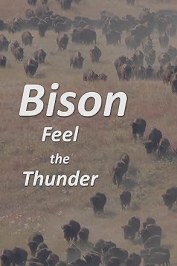 Bison: Feel the Thunder