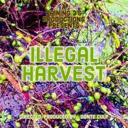 Untitled Saw Palmetto Berry Harvesting