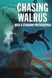 Chasing Walrus (With A Stubborn Photographer)