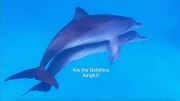 Are the Dolphins Alright?