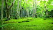 The Woods