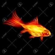 A Goldfish of the Flame