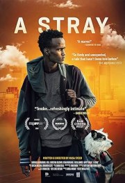 A Stray