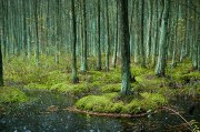 Blood Wood