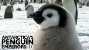Antarctica's Penguin Emperors 3D