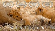 Panthera