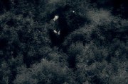 Pears in Crossfire