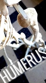 Humerus
