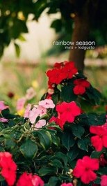 Rainbow Season