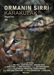 Secret of the Forest: The Caracal