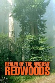 Realm of the Ancient Redwoods