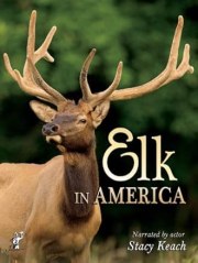 Elk in America