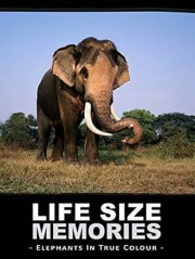 Life Size Memories