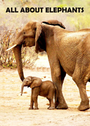 All About Elephants